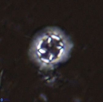 Prediscosphaera decorata 34684