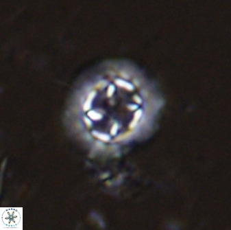 Prediscosphaera decorata 34684