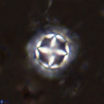 Prediscosphaera decorata 38327