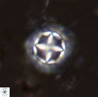 Prediscosphaera decorata 38327