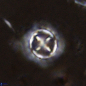 Prediscosphaera decorata 38329