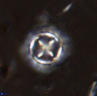Prediscosphaera decorata 38331