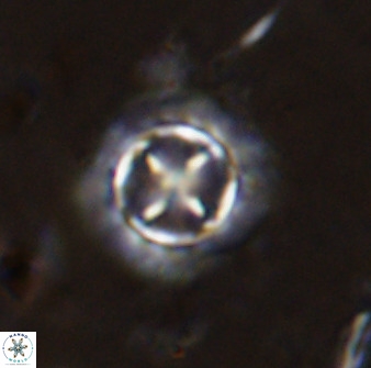 Prediscosphaera decorata 38331