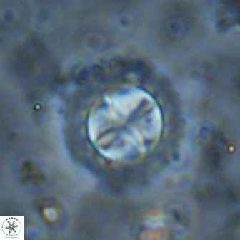 Prediscosphaera decorata 38336