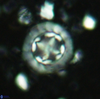 Prediscosphaera decorata 4762