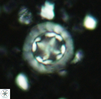 Prediscosphaera decorata 4762