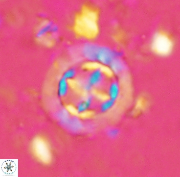 Prediscosphaera decorata 4763