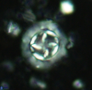 Prediscosphaera decorata 4765