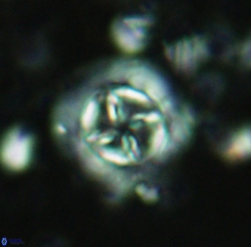 Prediscosphaera decorata 4766