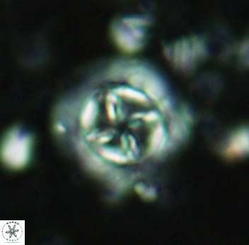 Prediscosphaera decorata 4766