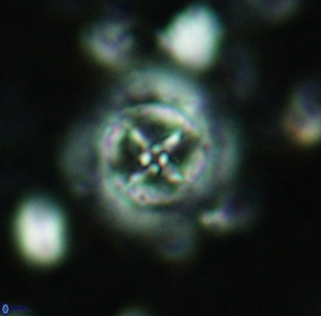 Prediscosphaera decorata 4770