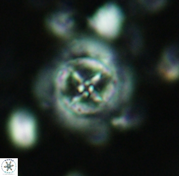 Prediscosphaera decorata 4770