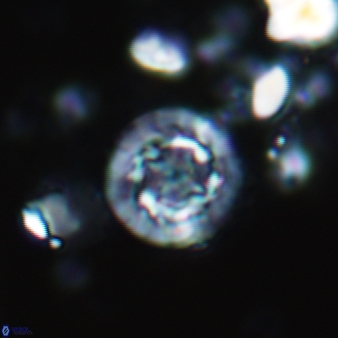 Prediscosphaera decorata 800