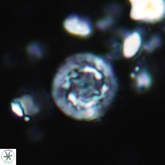 Prediscosphaera decorata 800