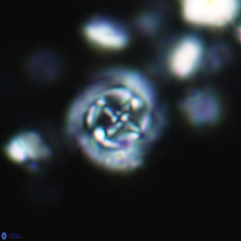 Prediscosphaera decorata 801