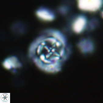 Prediscosphaera decorata 801