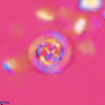 Prediscosphaera decorata 802