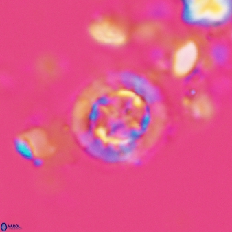 Prediscosphaera decorata 803