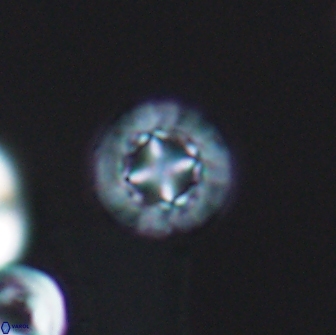 Prediscosphaera decorata 8455