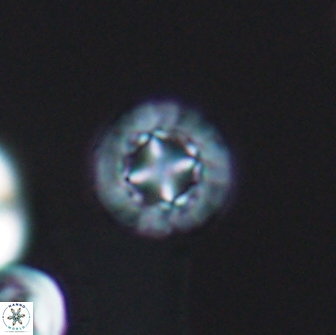 Prediscosphaera decorata 8455