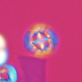 Prediscosphaera decorata 8456