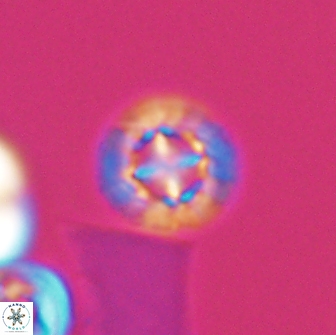 Prediscosphaera decorata 8456