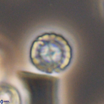Prediscosphaera decorata 8457