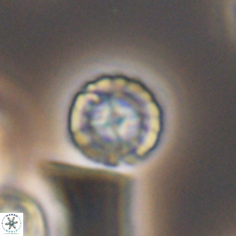 Prediscosphaera decorata 8457