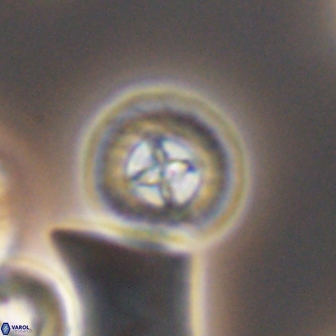 Prediscosphaera decorata 8458