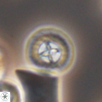 Prediscosphaera decorata 8458