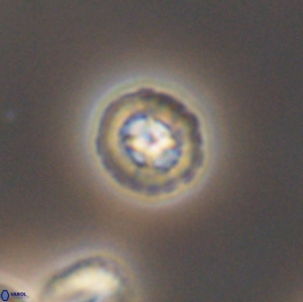Prediscosphaera decorata 8840