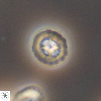 Prediscosphaera decorata 8840