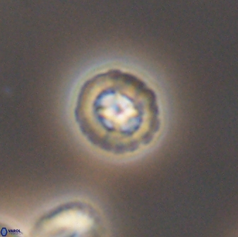 Prediscosphaera decorata 8841