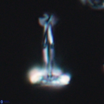 Prediscosphaera decorata 8876