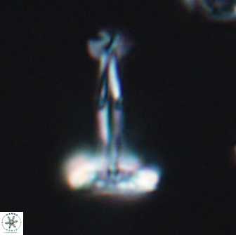 Prediscosphaera decorata 8876