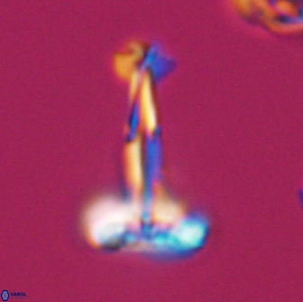 Prediscosphaera decorata 8877