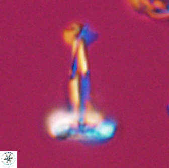 Prediscosphaera decorata 8877