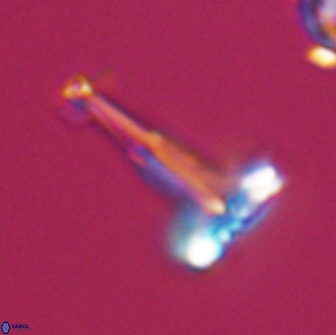 Prediscosphaera decorata 8878