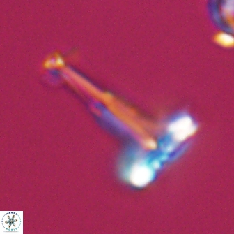 Prediscosphaera decorata 8878