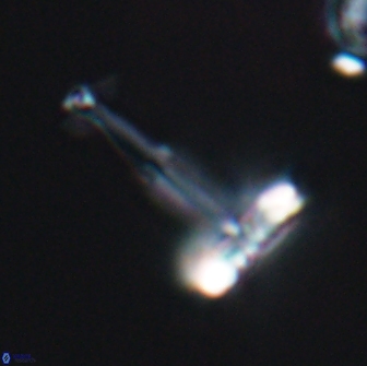 Prediscosphaera decorata 8879