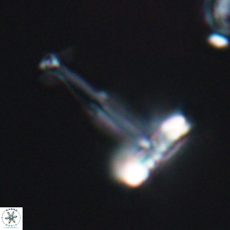 Prediscosphaera decorata 8879