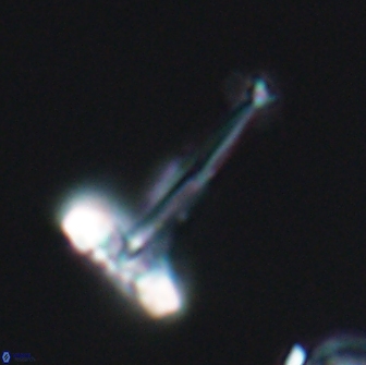 Prediscosphaera decorata 8880