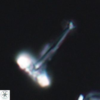 Prediscosphaera decorata 8880