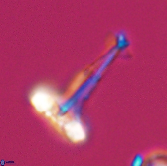 Prediscosphaera decorata 8881