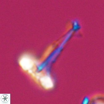 Prediscosphaera decorata 8881