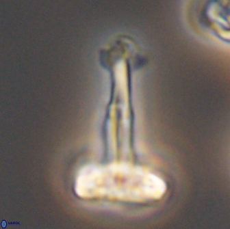 Prediscosphaera decorata 8883