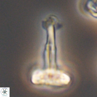Prediscosphaera decorata 8883