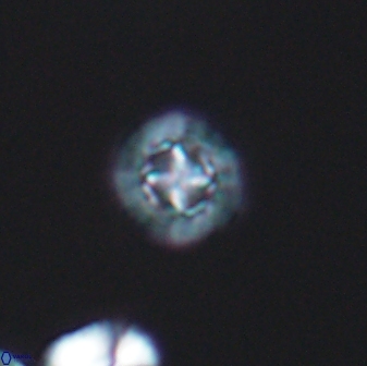 Prediscosphaera decorata 8838