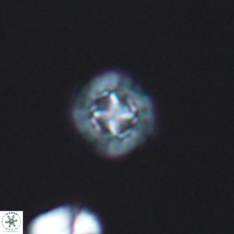 Prediscosphaera decorata 8838