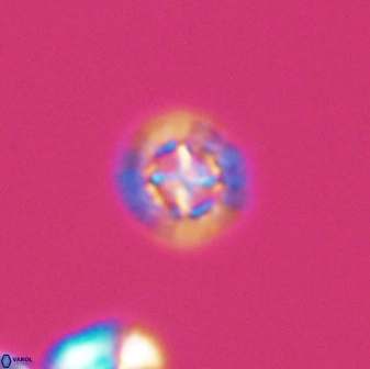 Prediscosphaera decorata 8839
